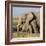 Kenya, Amboseli National Park, Elephant (Loxodanta Africana)-Alison Jones-Framed Photographic Print