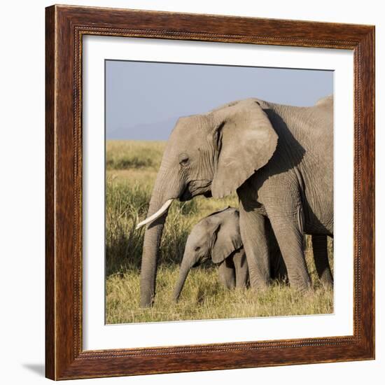 Kenya, Amboseli National Park, Elephant (Loxodanta Africana)-Alison Jones-Framed Photographic Print