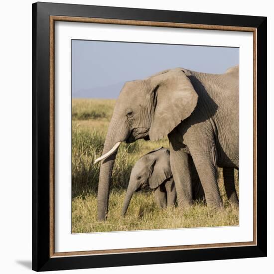 Kenya, Amboseli National Park, Elephant (Loxodanta Africana)-Alison Jones-Framed Photographic Print