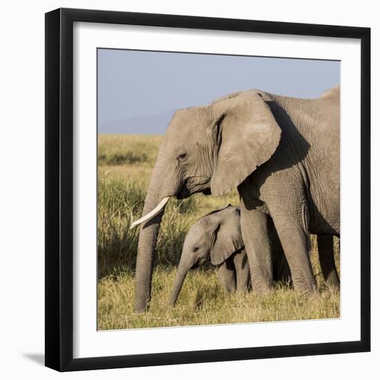 Kenya, Amboseli National Park, Elephant (Loxodanta Africana)-Alison Jones-Framed Photographic Print