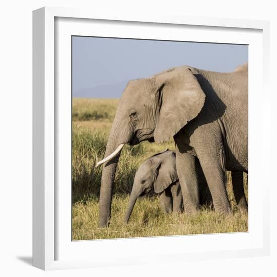 Kenya, Amboseli National Park, Elephant (Loxodanta Africana)-Alison Jones-Framed Photographic Print