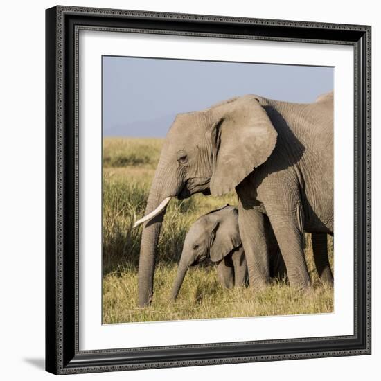 Kenya, Amboseli National Park, Elephant (Loxodanta Africana)-Alison Jones-Framed Photographic Print