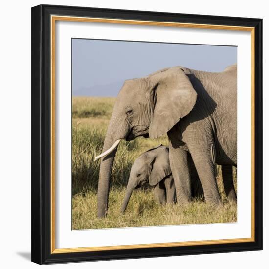 Kenya, Amboseli National Park, Elephant (Loxodanta Africana)-Alison Jones-Framed Photographic Print