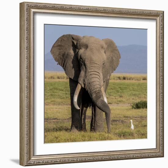 Kenya, Amboseli National Park, Elephant (Loxodanta Africana)-Alison Jones-Framed Photographic Print