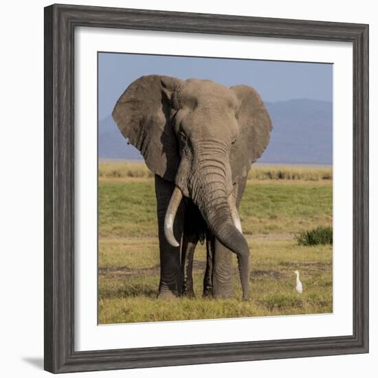 Kenya, Amboseli National Park, Elephant (Loxodanta Africana)-Alison Jones-Framed Photographic Print