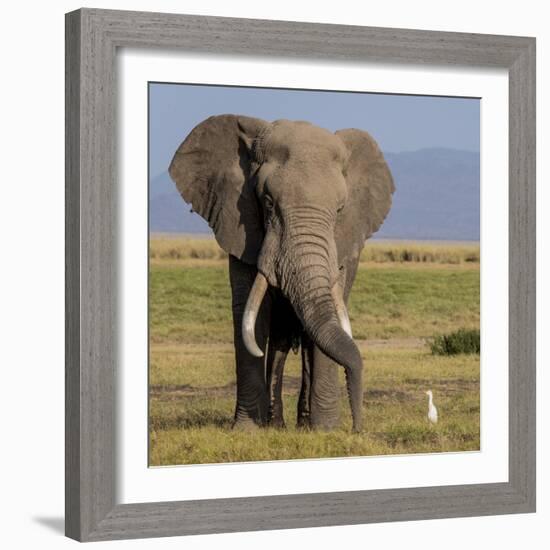 Kenya, Amboseli National Park, Elephant (Loxodanta Africana)-Alison Jones-Framed Photographic Print