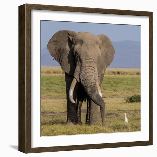 Kenya, Amboseli National Park, Elephant (Loxodanta Africana)-Alison Jones-Framed Photographic Print