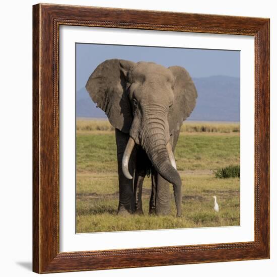 Kenya, Amboseli National Park, Elephant (Loxodanta Africana)-Alison Jones-Framed Photographic Print