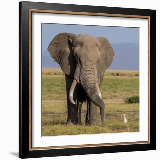 Kenya, Amboseli National Park, Elephant (Loxodanta Africana)-Alison Jones-Framed Photographic Print