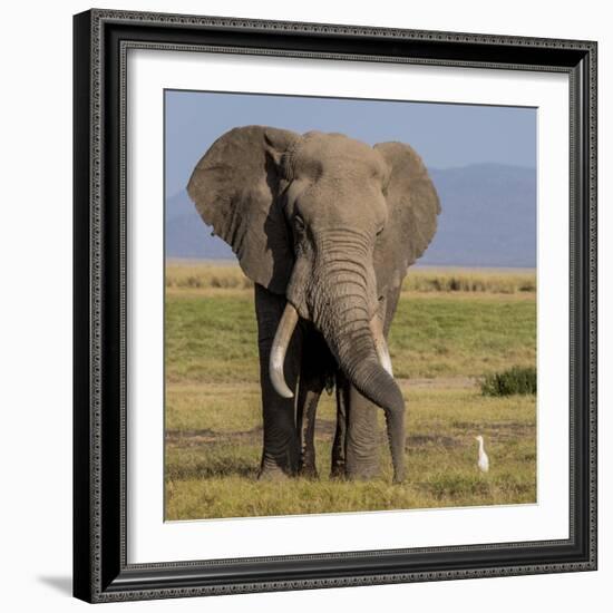 Kenya, Amboseli National Park, Elephant (Loxodanta Africana)-Alison Jones-Framed Photographic Print