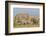 Kenya, Amboseli National Park, Elephant (Loxodanta Africana)-Alison Jones-Framed Photographic Print