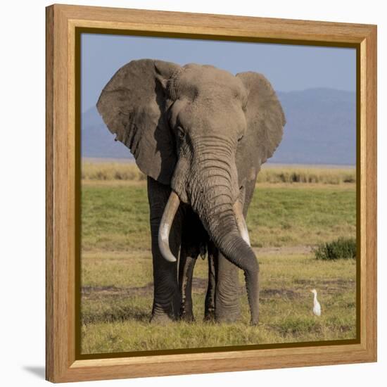 Kenya, Amboseli National Park, Elephant (Loxodanta Africana)-Alison Jones-Framed Premier Image Canvas