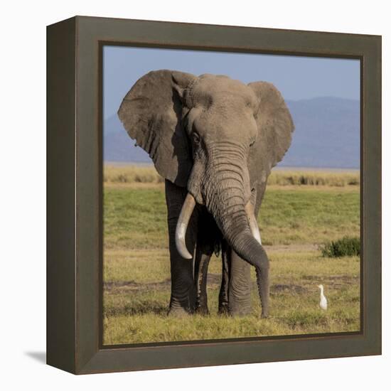 Kenya, Amboseli National Park, Elephant (Loxodanta Africana)-Alison Jones-Framed Premier Image Canvas