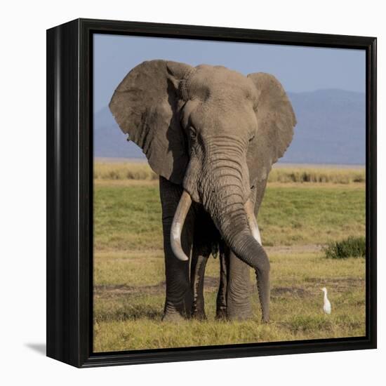 Kenya, Amboseli National Park, Elephant (Loxodanta Africana)-Alison Jones-Framed Premier Image Canvas