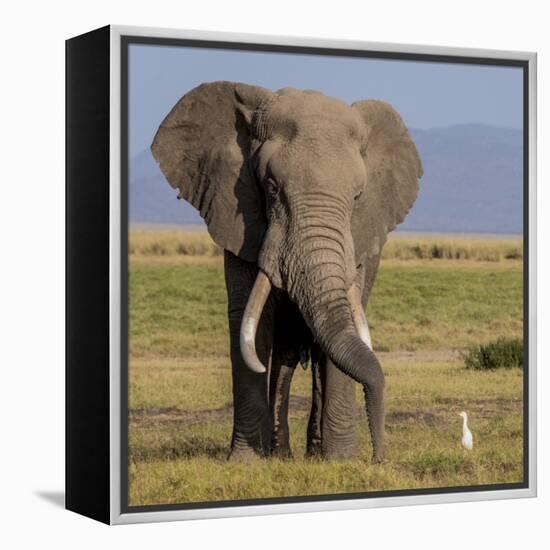 Kenya, Amboseli National Park, Elephant (Loxodanta Africana)-Alison Jones-Framed Premier Image Canvas