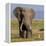 Kenya, Amboseli National Park, Elephant (Loxodanta Africana)-Alison Jones-Framed Premier Image Canvas