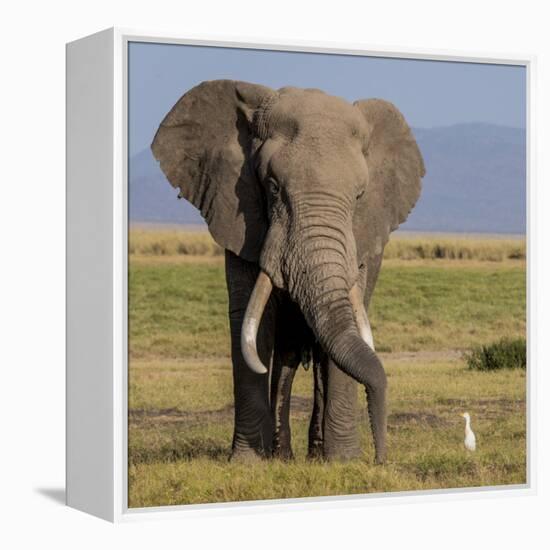 Kenya, Amboseli National Park, Elephant (Loxodanta Africana)-Alison Jones-Framed Premier Image Canvas