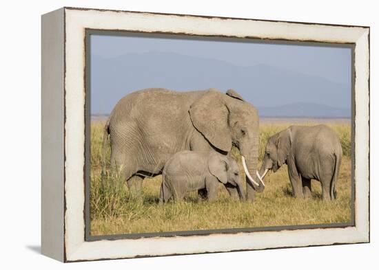 Kenya, Amboseli National Park, Elephant (Loxodanta Africana)-Alison Jones-Framed Premier Image Canvas