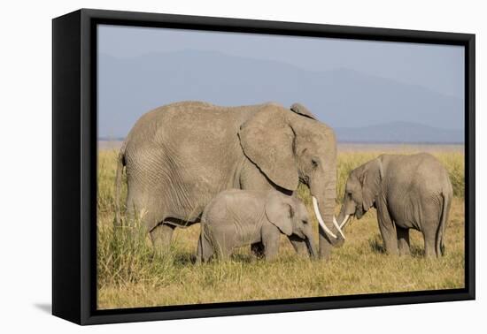 Kenya, Amboseli National Park, Elephant (Loxodanta Africana)-Alison Jones-Framed Premier Image Canvas
