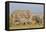 Kenya, Amboseli National Park, Elephant (Loxodanta Africana)-Alison Jones-Framed Premier Image Canvas