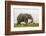 Kenya, Amboseli National Park, Elephant-Alison Jones-Framed Photographic Print