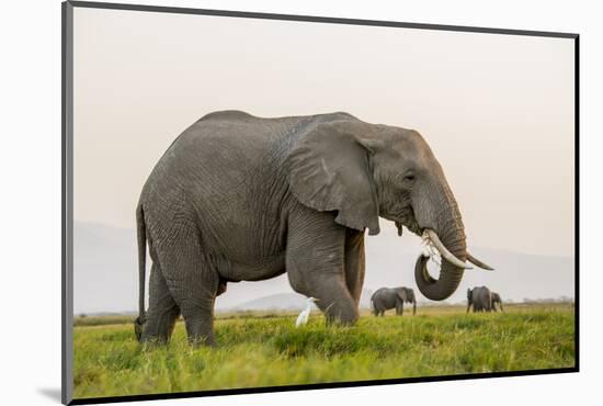 Kenya, Amboseli National Park, Elephant-Alison Jones-Mounted Photographic Print