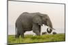 Kenya, Amboseli National Park, Elephant-Alison Jones-Mounted Photographic Print
