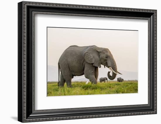 Kenya, Amboseli National Park, Elephant-Alison Jones-Framed Photographic Print