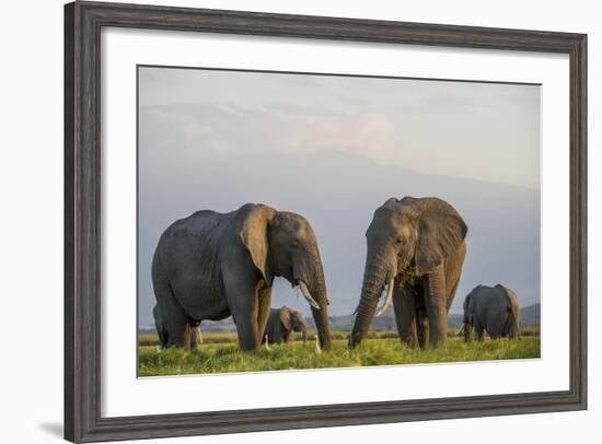 Kenya, Amboseli National Park, Elephant-Alison Jones-Framed Photographic Print