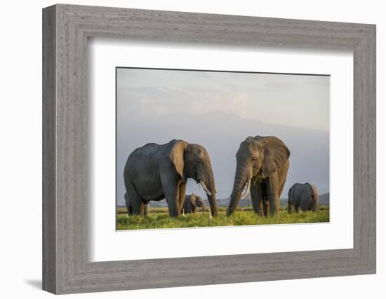 Kenya, Amboseli National Park, Elephant-Alison Jones-Framed Photographic Print