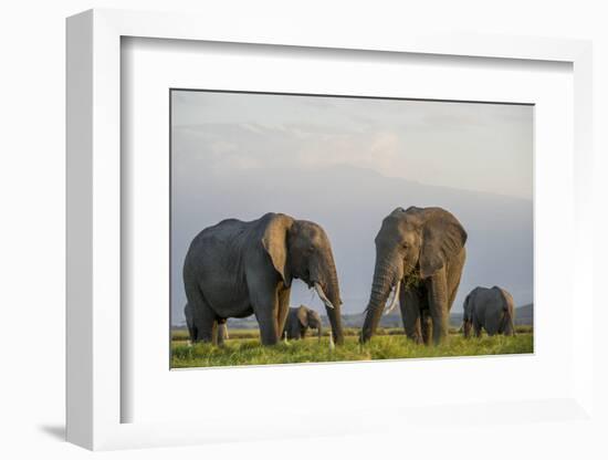 Kenya, Amboseli National Park, Elephant-Alison Jones-Framed Photographic Print