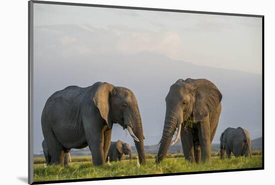 Kenya, Amboseli National Park, Elephant-Alison Jones-Mounted Photographic Print