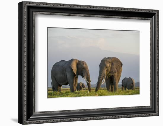 Kenya, Amboseli National Park, Elephant-Alison Jones-Framed Photographic Print