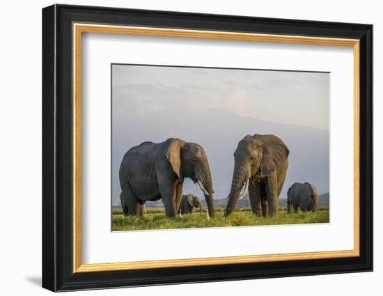Kenya, Amboseli National Park, Elephant-Alison Jones-Framed Photographic Print
