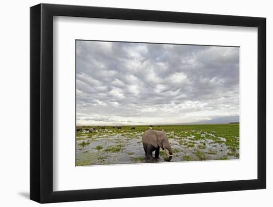 Kenya, Amboseli National Park, Elephants in Wet Grassland in Cloudy Weather-Anthony Asael/Art in All of Us-Framed Photographic Print