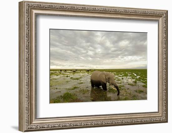 Kenya, Amboseli National Park, Elephants in Wet Grassland in Cloudy Weather-Anthony Asael/Art in All of Us-Framed Photographic Print