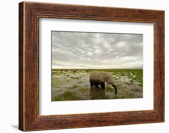 Kenya, Amboseli National Park, Elephants in Wet Grassland in Cloudy Weather-Anthony Asael/Art in All of Us-Framed Photographic Print