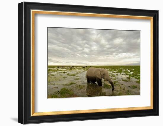 Kenya, Amboseli National Park, Elephants in Wet Grassland in Cloudy Weather-Anthony Asael/Art in All of Us-Framed Photographic Print