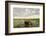 Kenya, Amboseli National Park, Elephants in Wet Grassland in Cloudy Weather-Anthony Asael/Art in All of Us-Framed Photographic Print