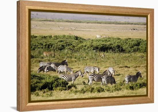 Kenya, Amboseli National Park, Group of Zebras-Anthony Asael-Framed Premier Image Canvas