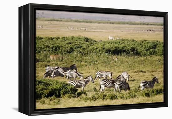 Kenya, Amboseli National Park, Group of Zebras-Anthony Asael-Framed Premier Image Canvas