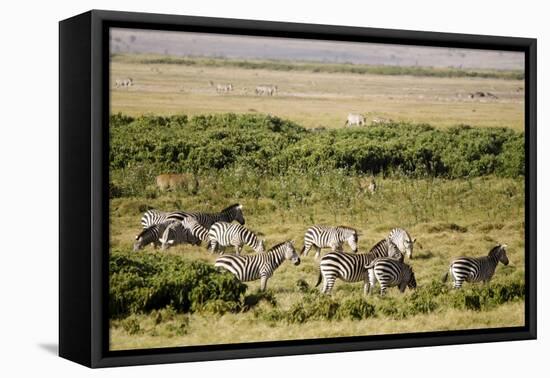 Kenya, Amboseli National Park, Group of Zebras-Anthony Asael-Framed Premier Image Canvas