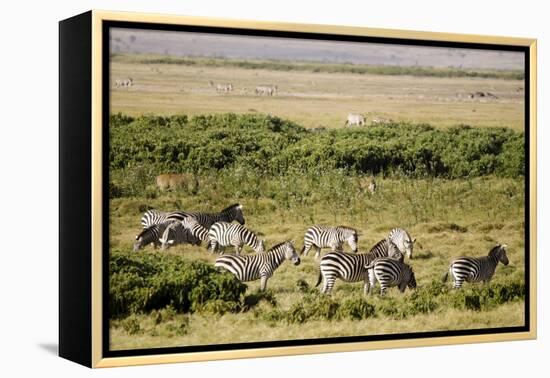 Kenya, Amboseli National Park, Group of Zebras-Anthony Asael-Framed Premier Image Canvas