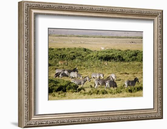 Kenya, Amboseli National Park, Group of Zebras-Anthony Asael-Framed Photographic Print