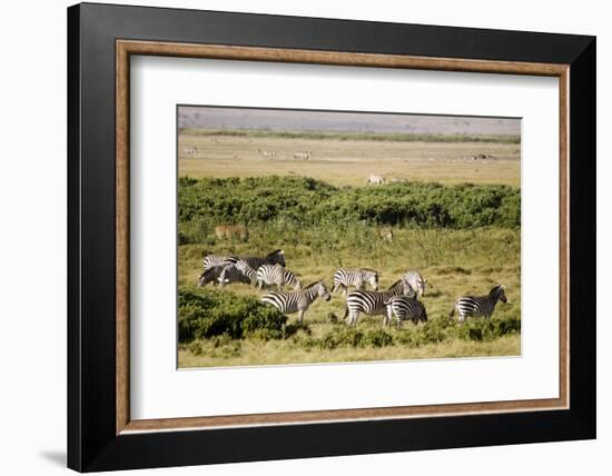 Kenya, Amboseli National Park, Group of Zebras-Anthony Asael-Framed Photographic Print