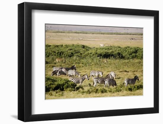 Kenya, Amboseli National Park, Group of Zebras-Anthony Asael-Framed Photographic Print