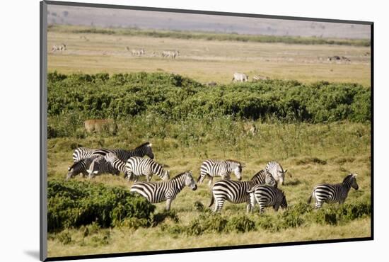 Kenya, Amboseli National Park, Group of Zebras-Anthony Asael-Mounted Photographic Print