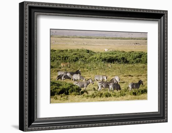 Kenya, Amboseli National Park, Group of Zebras-Anthony Asael-Framed Photographic Print