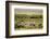 Kenya, Amboseli National Park, Group of Zebras-Anthony Asael-Framed Photographic Print