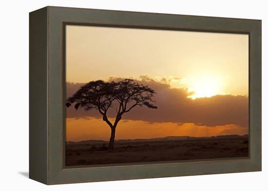 Kenya, Amboseli National Park, Lonely Tree at Sunset-Anthony Asael-Framed Premier Image Canvas